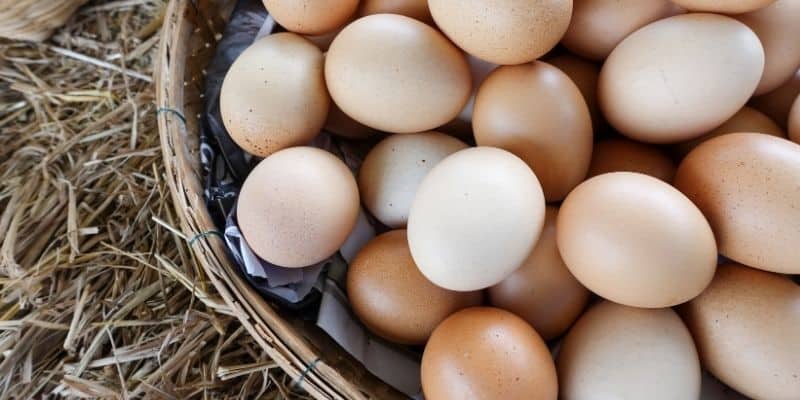 eggs for muscle building